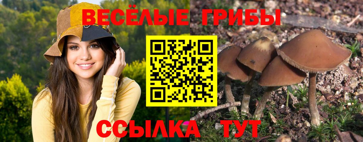 Псилоцибиновые грибы Psilocybine cubensis Россия